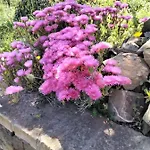 Panzió La Rosa Dei Venti *